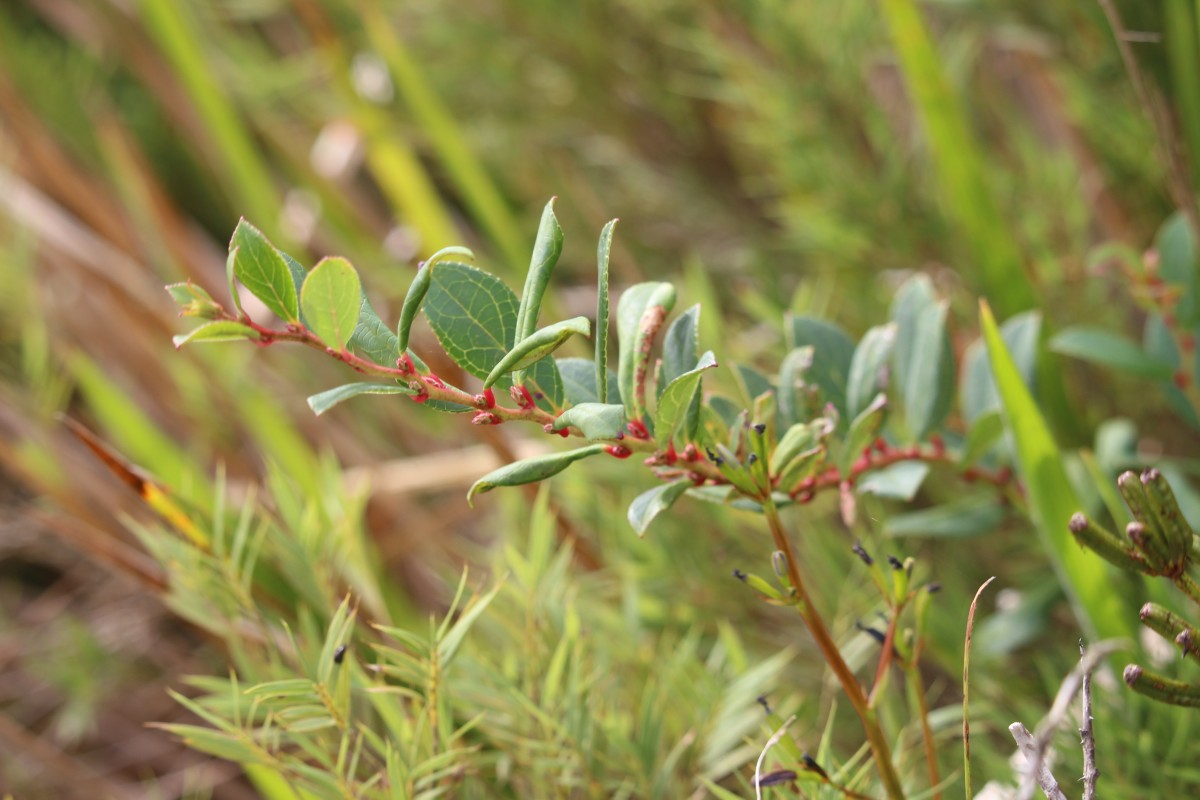 Gaultheria fragrantissima Wall.